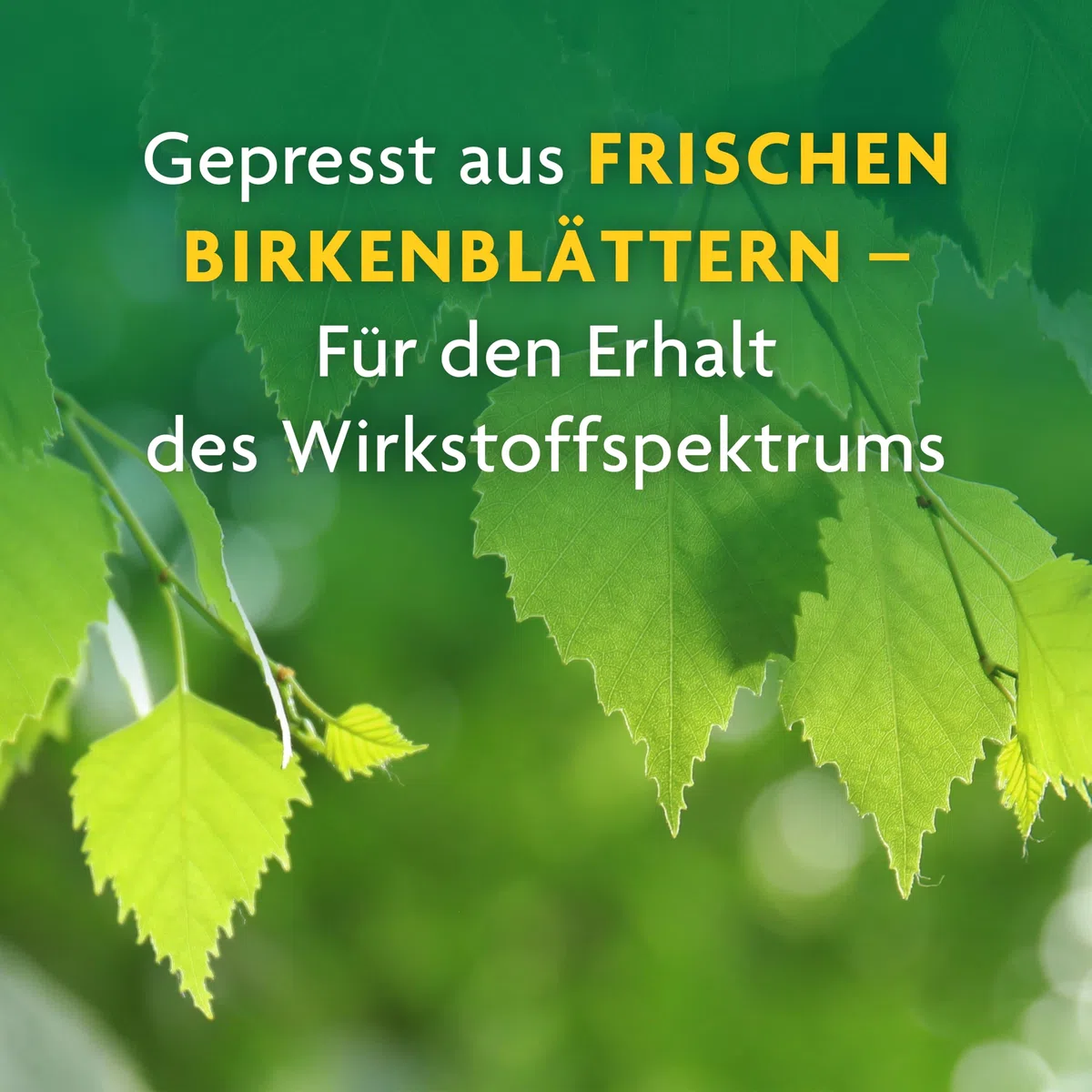 Schoenenberger - Birke naturreiner Heilpflanzensaft - 3x 200 ml (600 ml) Glasflaschen - unterstützende Behandlung bei rheumatischer Beschwerden - Durchspülungstherapie bei Harnweges-Infekten