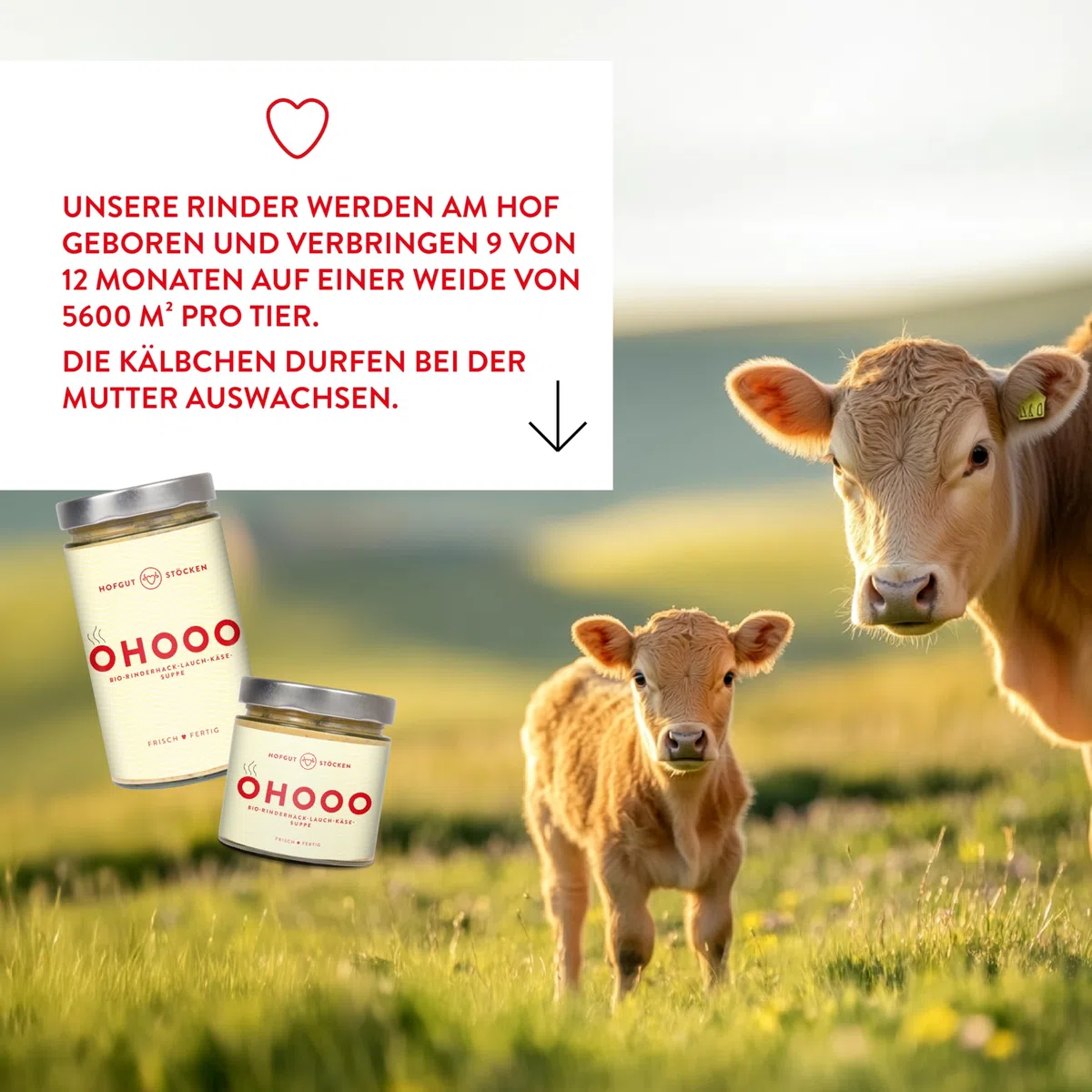 Hofgut Stöcken | Bio-Chili con Carne vom Testsieger | Bio-Fertiggericht im Glas | ohne Zusatzstoffe (620ml)