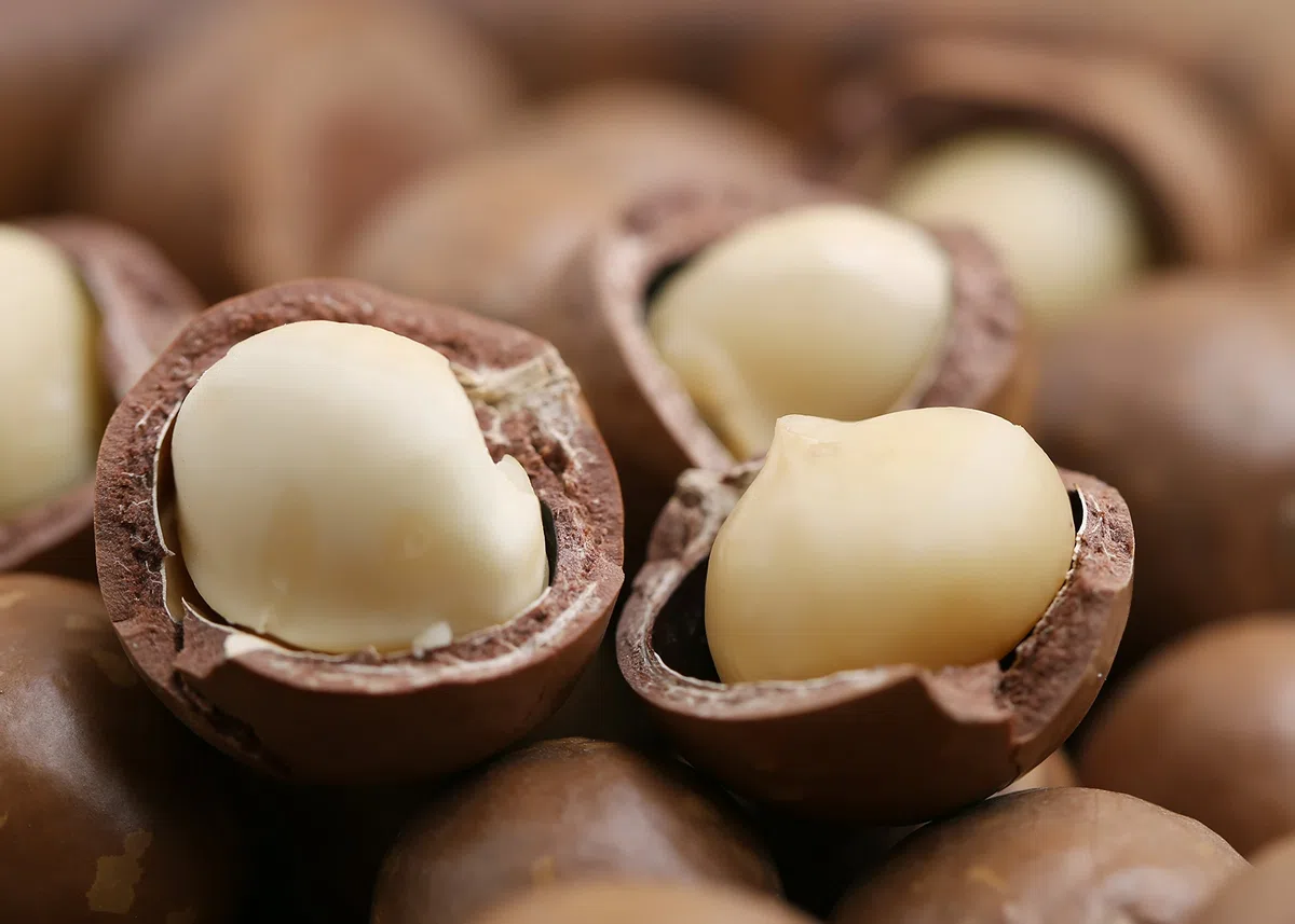 Macadamianüsse Bio zertifiziert in höchster Güteklasse | Naturbelassen, roh und ungesalzen | Macadamia Nüsse ganze Kerne | Wiederverschließbar | Direkt und fair gehandelt aus Kenia | 1000 Gramm