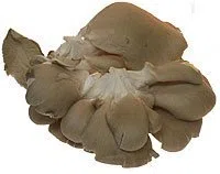 Austernpilze Traube 1.50 kg