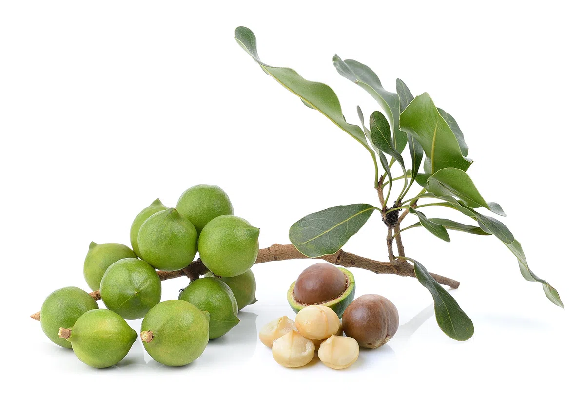 Macadamianüsse Bio zertifiziert in höchster Güteklasse | Naturbelassen, roh und ungesalzen | Macadamia Nüsse ganze Kerne | Wiederverschließbar | Direkt und fair gehandelt aus Kenia | 1000 Gramm