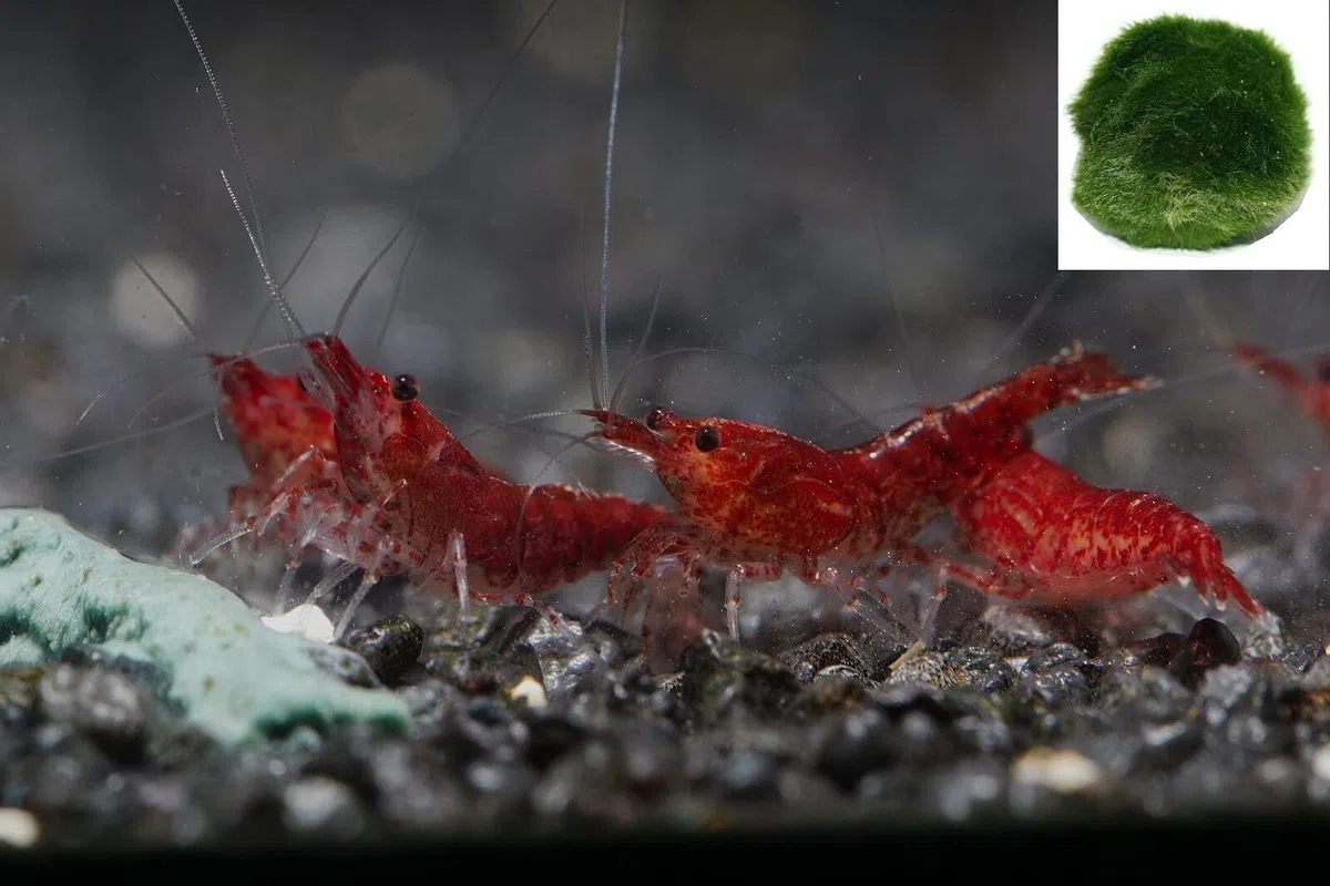 Red Fire Cherry Zwerggarnele, 10 Stück + eine Mooskugel