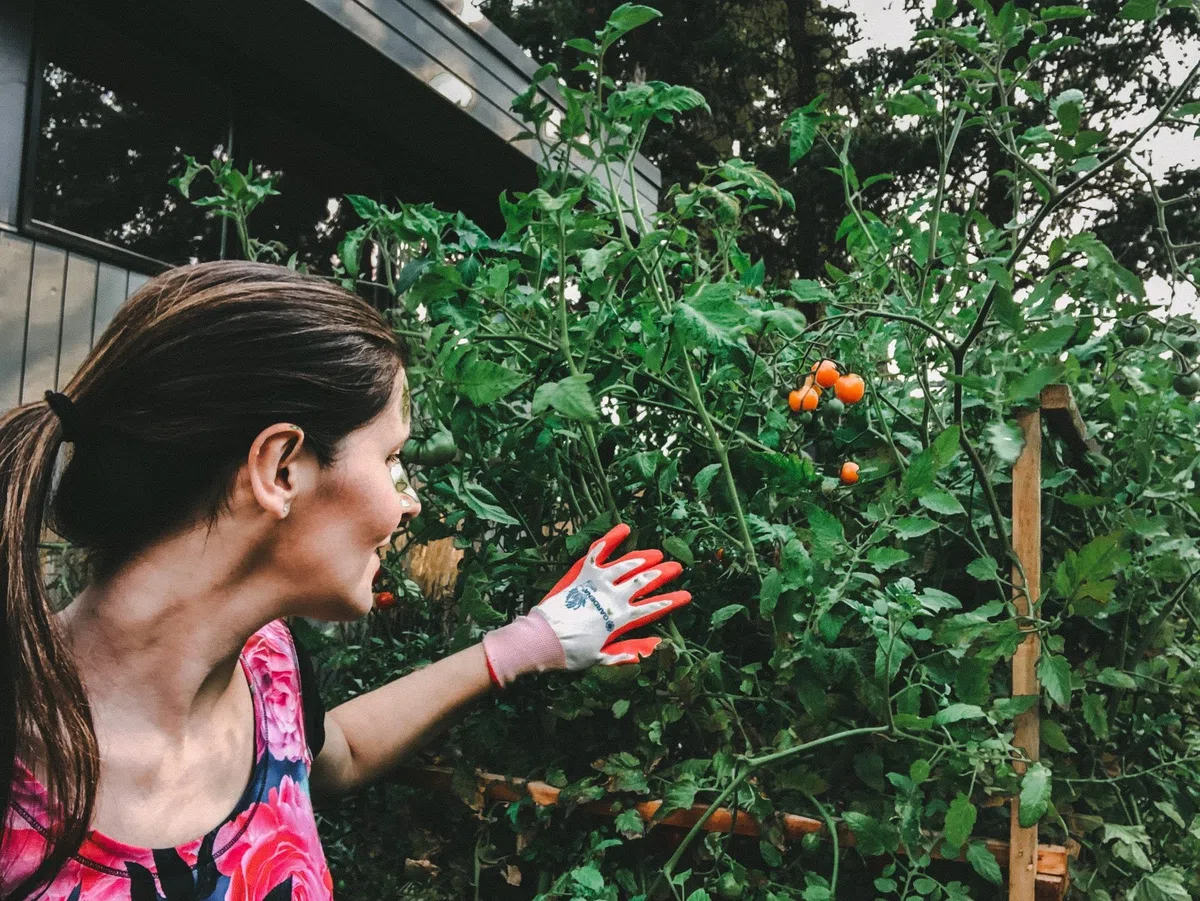 Kamelur Bio getrocknete Tomaten - 1kg - Sonnengetrocknete Tomaten mit Meersalz verfeinert