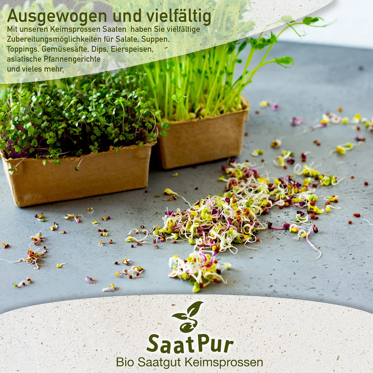 SaatPur BIO Keimsprossen Sortiment 4 Sorten Superfood Mix Mischung - Brokkoletti Alfalfa Grünkohl Basilikum