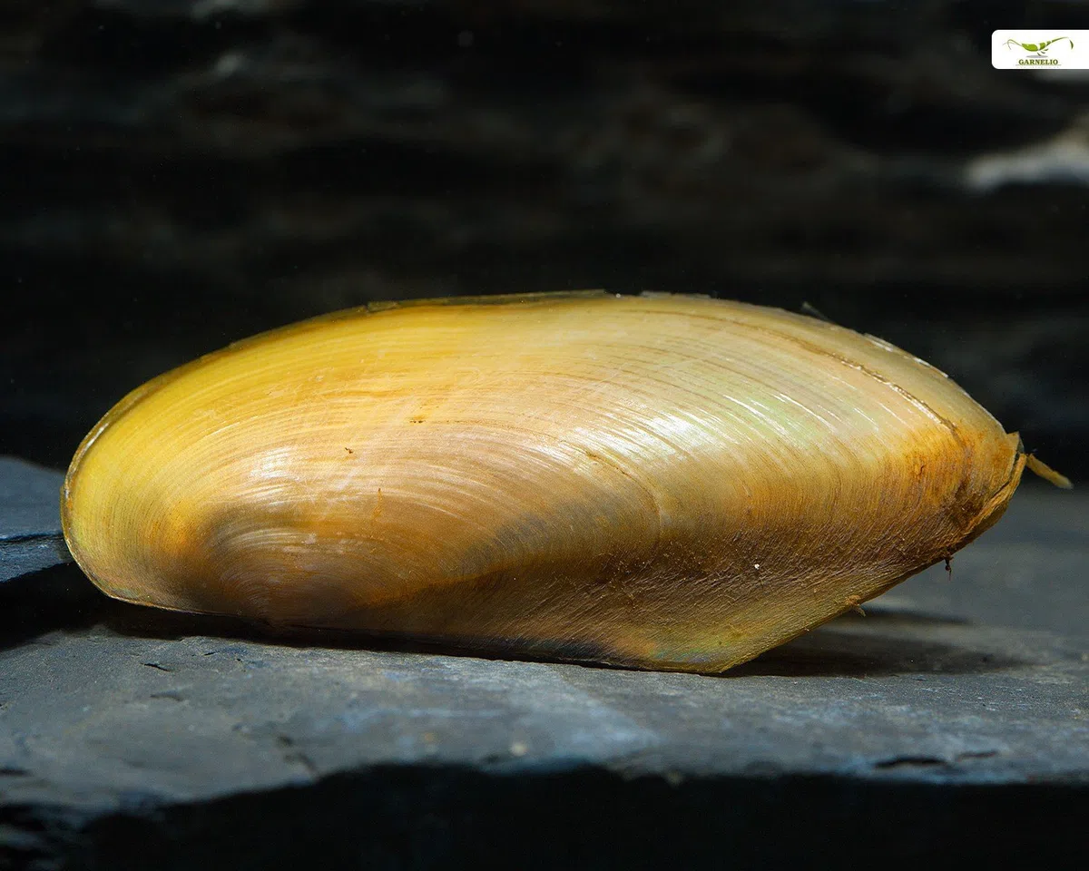 Garnelio - Tropische Muschel, Pilsbryoconcha exi - 3er Gruppe