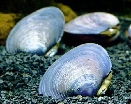 Garnelio - Blaue Herzmuschel - Polymesoda sp. - 2er Gruppe