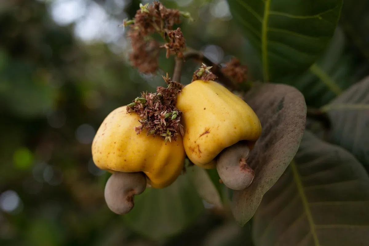 Kamelur 1kg BIO Cashewbruch natur - Cashewkerne unbehandelt und ohne Zusätze aus kontrolliert biologischem Anbau