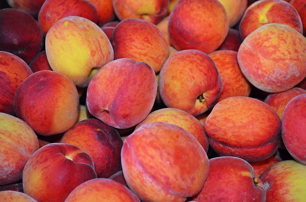 Pfirsiche gelb frisch, große Früchte 10 Stück Packung