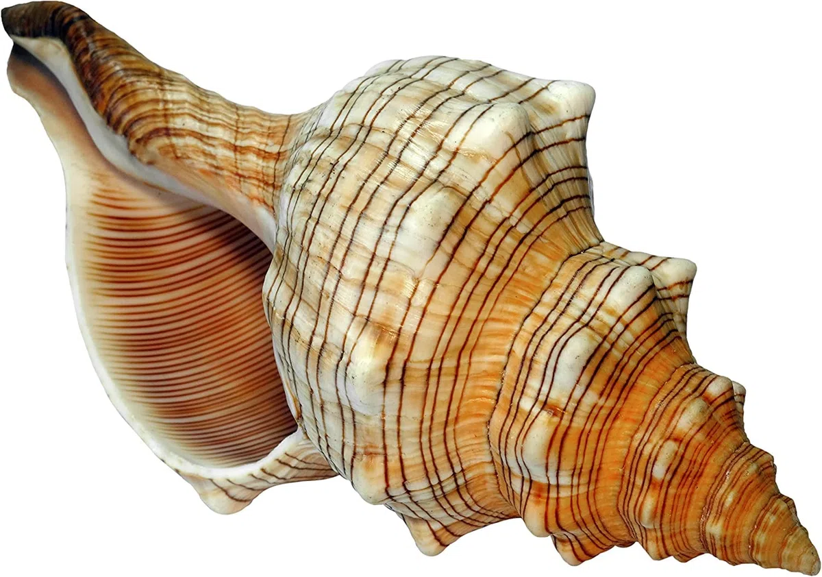 Große Fasciolaria Trapezium Muschel 17–18 cm – Echte Trapez Bandschnecke – Maritime Dekoration, Badezimmer Deko, Aquarium Zubehör, Strandhaus Stil, Geschenk für Meerliebhaber