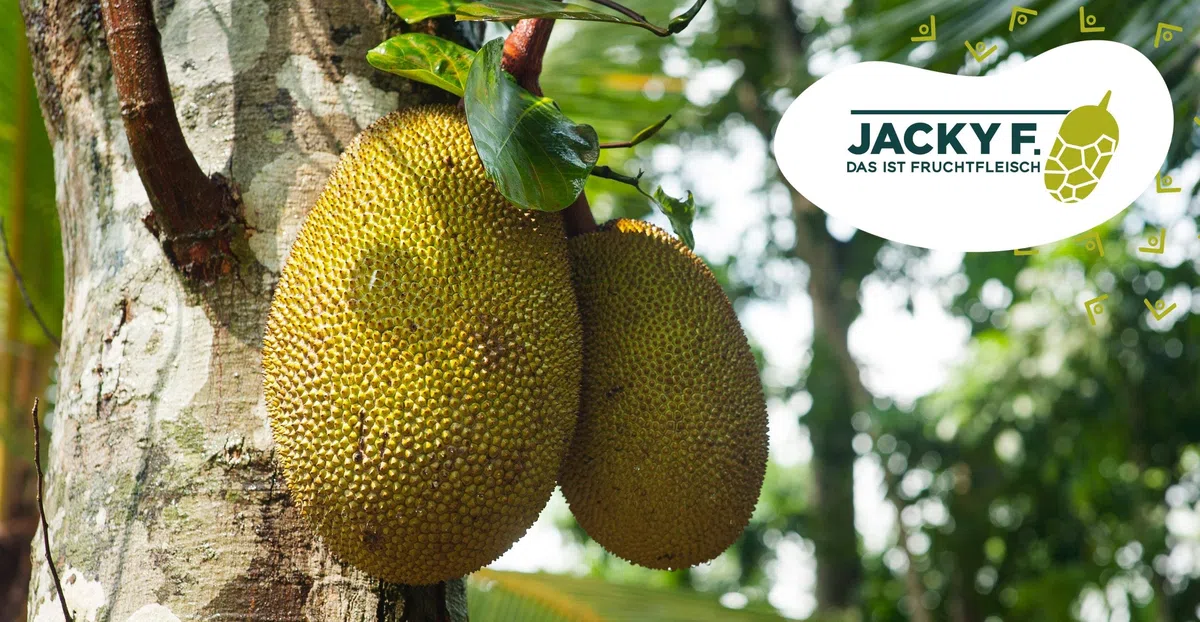 Jacky F. Bio Jackfruit, Junge Jackfrucht in Salzlake, 4er Pack (4 x 400 g Dose)