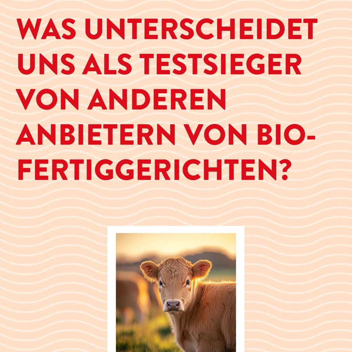 Hofgut Stöcken | Bio-Chili con Carne vom Testsieger | Bio-Fertiggericht im Glas | ohne Zusatzstoffe (620ml)